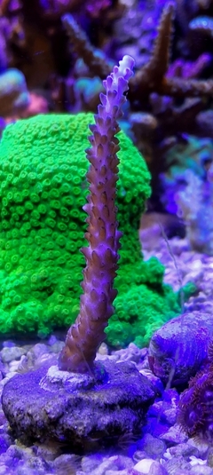 Acropora Nasuta Blue
