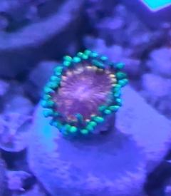 Palythoa Pink diamond 7 polipos