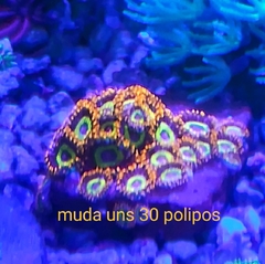 Zoanthus Fruit Loops - 30 polipos