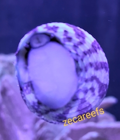 Turbo Snail