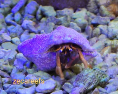 Pagurus pata amarela