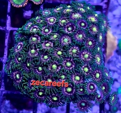 Zoa sp Importado - 10 polipos