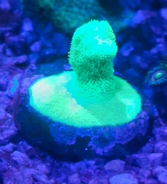 Psamocora Coral