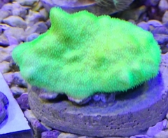 Psamocora Coral