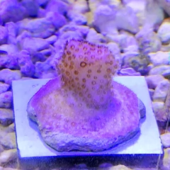 pocilophora rugosa pink