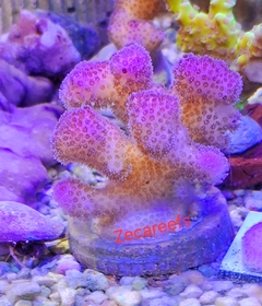 pocilophora rugosa pink