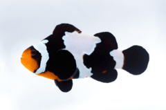 Black Ocellaris Snowflake 5 cm