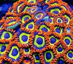 Zoanthus Fruit Loops - 15 polipos