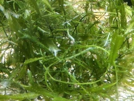 Alga Caulerpa