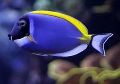 Powder Blue Tang - md