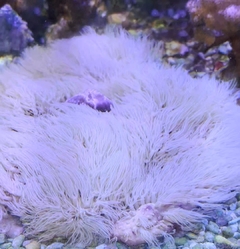 Coral Carpet