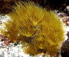 Yellow Polips - muda de 7 a 10 polipos - comprar online