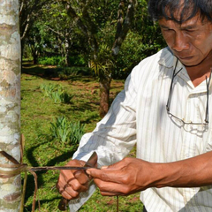 Canasto Mbya Guaraní Cestería Ancestral