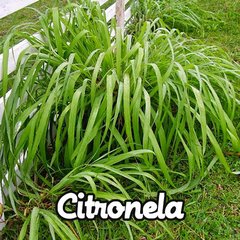 ACEITE ESENCIAL NATURAL DE CITRONELLA 15 ml en internet