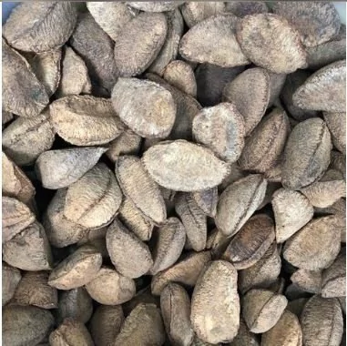 CASTANHA DO PARÁ COM CASCA | 100g - comprar online