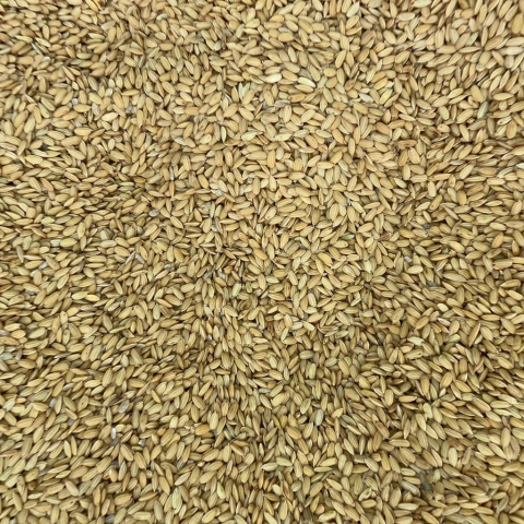ARROZ CATETO COM CASCA | 100g