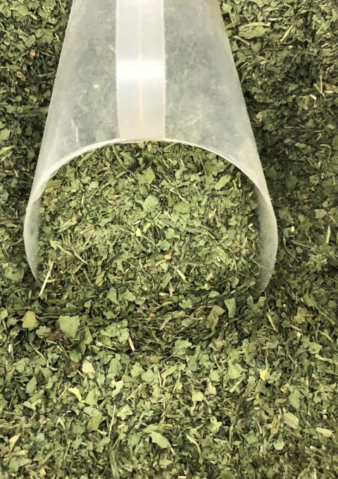 COENTRO EM FOLHAS | 100g