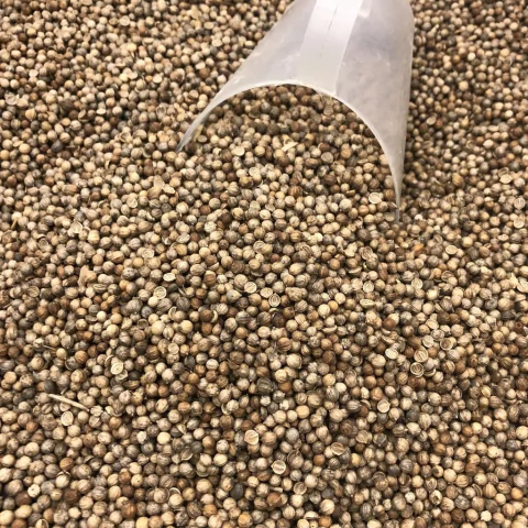 COENTRO EM GRÃOS | 100g