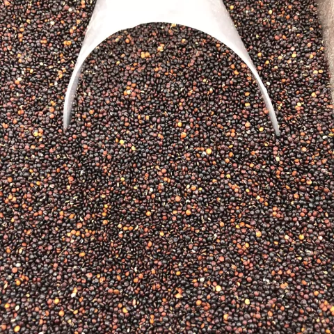 QUINOA PRETA EM GRÃOS | 100g