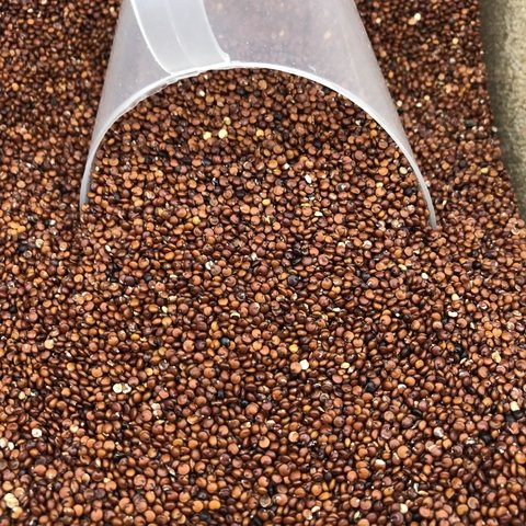 QUINUA VERMELHA EM GRÃO | 100g