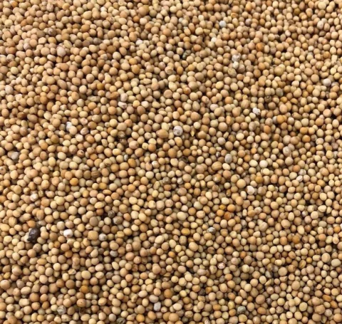 SEMENTE DE MOSTARDA AMARELA | 100g