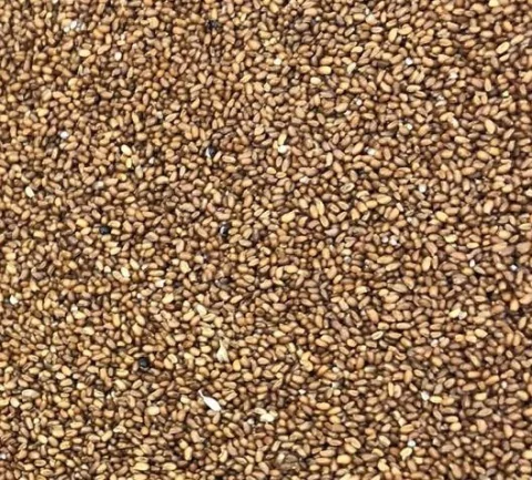 TEFF EM GRÃOS | 100g