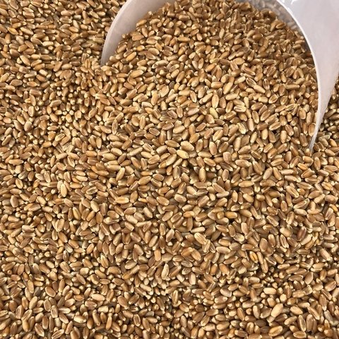 TRIGO EM GRÃOS | 100g
