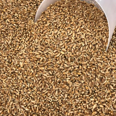 TRIGO EM GRÃOS | 100g