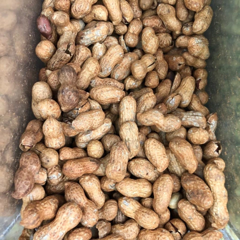 AMENDOIM TORRADO COM CASCA | 100G