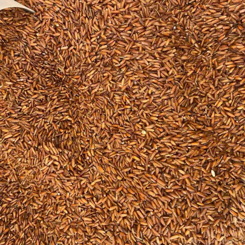 ARROZ VERMELHO INTEGRAL | 100g