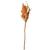 FLOR PRESERVADA PROTEA 58CM | MART