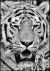 Quadro Decorativo - Tigre