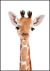 Quadro Decorativo - Girafa Safari Baby
