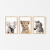 Quadro Decorativo Infantil - Trio: Safari - Elefante, Leão e Zebra - comprar online