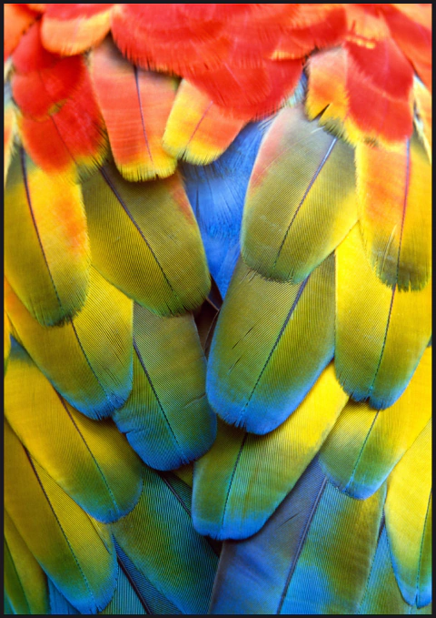 Quadro Decorativo - Arara (04)