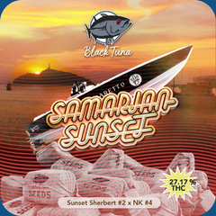 Fotoperiodica Samarian Sunset x 3 semillas Black Tuna