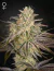 Fotoperiodica Cloud Walker X3 Green House Seeds