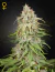 Fotoperiodica GH Amnesia X3 Green House Seeds