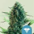 Fotoperiodica CBD Royal Medic x 3 Royal Queen Seeds