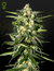 Automática Jack´s Heber X3 Green House Seeds