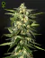 Automática Jack´s Heber X3 Green House Seeds