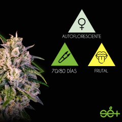 Autofloreciente OG Frutti x 3 semillas Sé+ Colección en internet