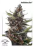 Automatica Blackberry Kush X 3 Dutch Passion
