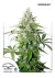 Automatica Cinderella Jack X 3 Dutch Passion
