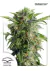 Automatica Daiquiri Lime X 3 Dutch Passion