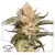 Automatica Trichome and Cream X 3 Dutch Passion