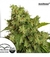 Automatica Xtreme X 3 Dutch Passion