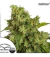 Automatica Xtreme X 3 Dutch Passion
