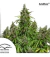 Automatica Mazar X 3 Dutch Passion