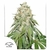 Automatica Banana Blaze X 3 Dutch Passion